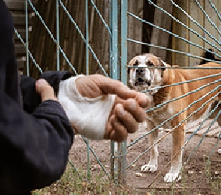 Dog Bites